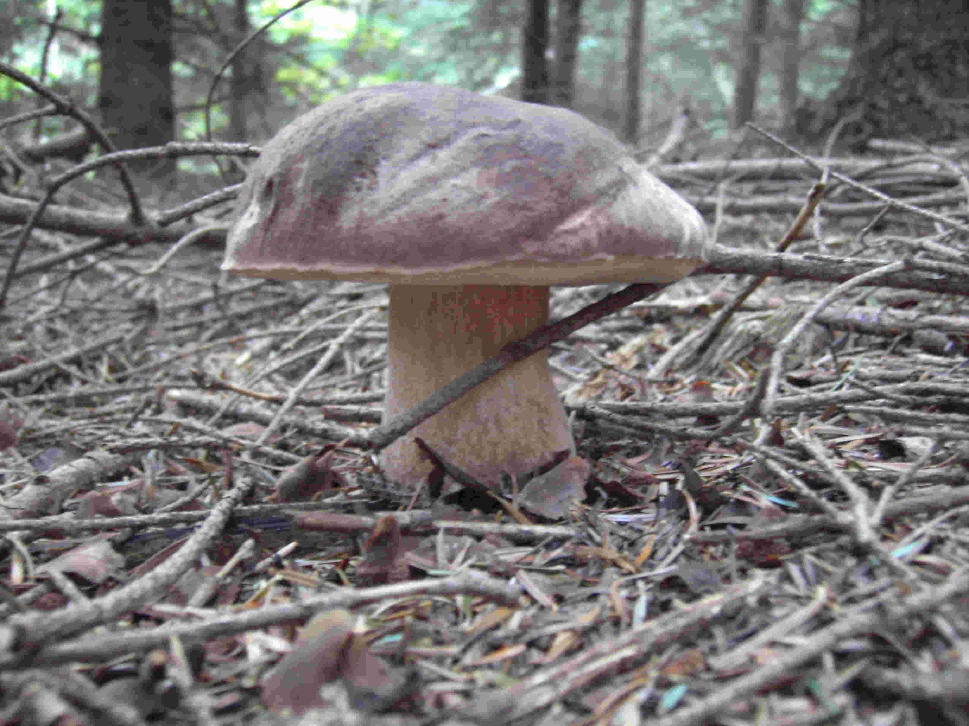  Image name: 188 Porcino.jpg 
 width: 3264 pixel 
 height: 2448 pixel 
 Size: 224769 bytes 
 Click to enlarge 